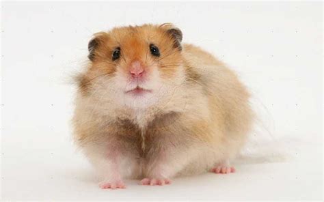 Long Haired Syrian Hamsters. Long Haired Syrian Hamsters are known… | by Amy Green | Medium