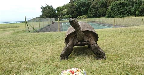 World's oldest land animal, Jonathan the tortoise, celebrates 190th birthday - CBS News