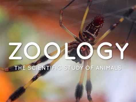 🔥 [30+] Zoology Wallpapers | WallpaperSafari