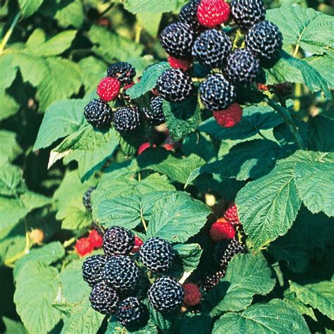 How To Plant Black Raspberries – Raspberry