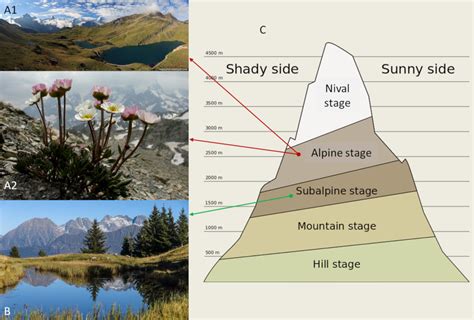 How do plants cope with alpine stress? - Encyclopedia of the Environment