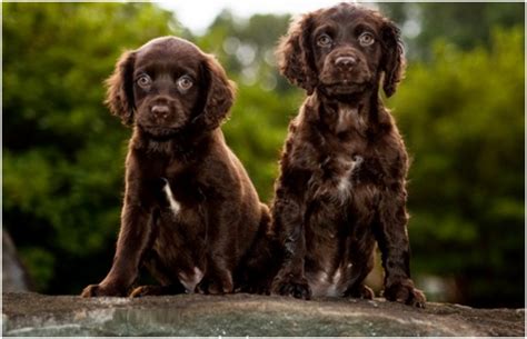 Boykin Spaniel - Puppies, Breeders, Rescue, Facts, Pictures, Lifespan ...