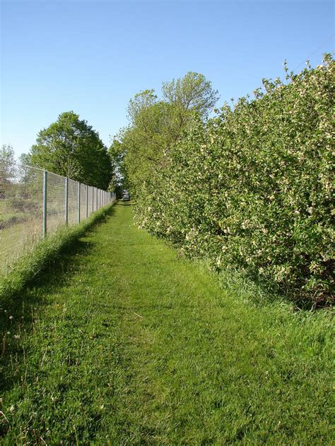 Flowering Row of Hedges 1 by FantasyStock on DeviantArt