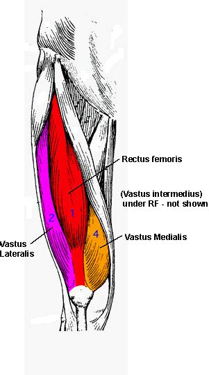 Know Your Body | Quadriceps – WERQ Fitness