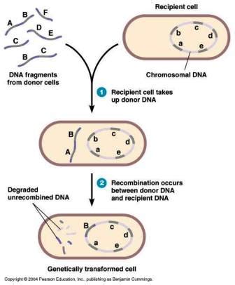 MICROBIAL MOLECULAR BIOLOGY AND GENETICS