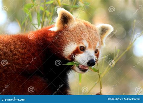 Red Panda eating stock photo. Image of eats, food, bear - 53848996