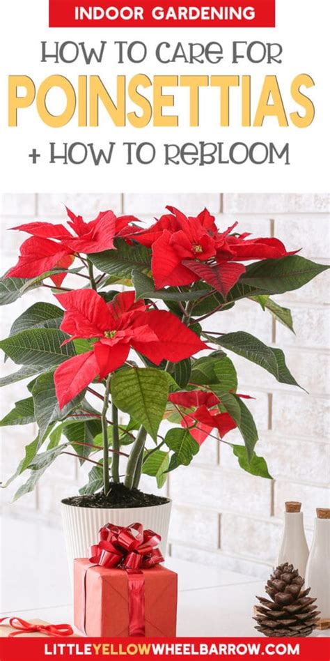 how to care for poinsettias all year - Deafening Bloggers Pictures