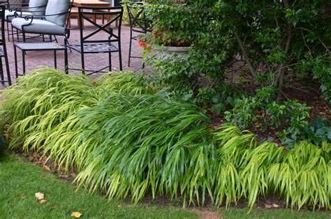 Many Cool Choices of Japanese Forest Grass | What Grows There :: Hugh ...