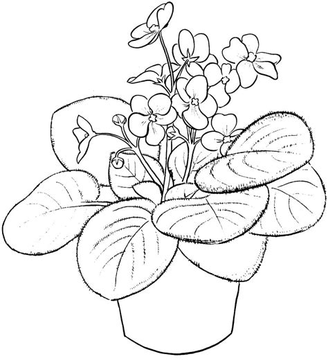 Violet Flowers coloring page - Download, Print or Color Online for Free