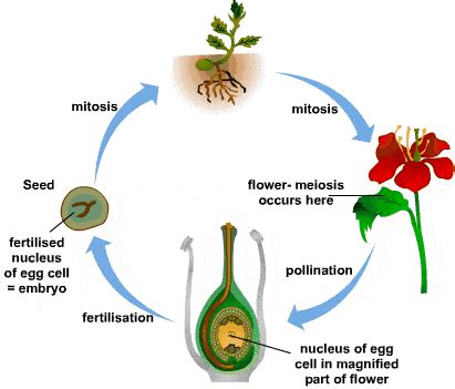 Flower parts, pollination and fertilisation Quiz - Quizizz