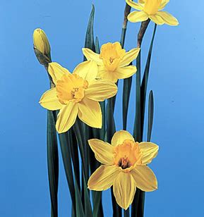 Narcissus Flower Greek Mythology