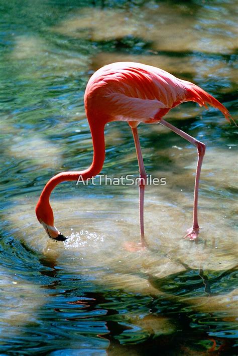 ""Flamingo Drink" - Flamingo gets a drink" by ArtThatSmiles | Redbubble