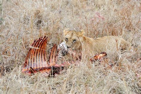 Lions eating a zebra stock photo. Image of feeding, feed - 59045162