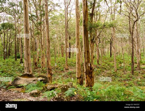 Caves Road and Karri forest at Boranup, Western Australia Baylingup Karri tree forests in ...