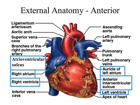 Image result for atrioventricular sulcus | Vena, Anatomy, Vena cava