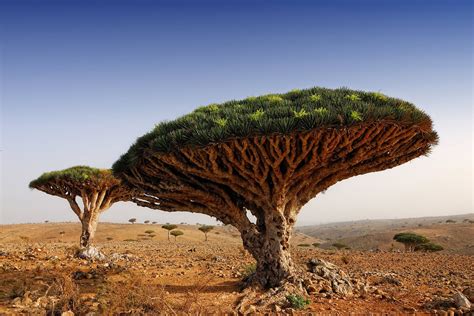 Dracaena Cinnabari | Earth Blog