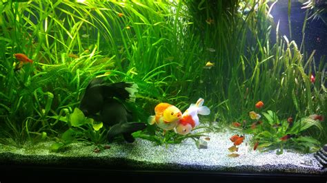 Planted Goldfish Community Tanks - My Experience : r/Goldfish