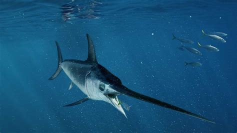 Swordfish: Characteristics, habitat, food and more