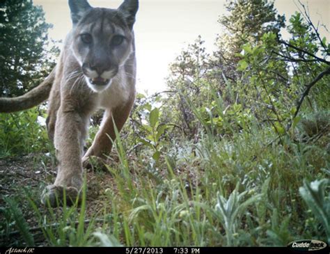 Tips to avoid a mountain lion attack in Colorado