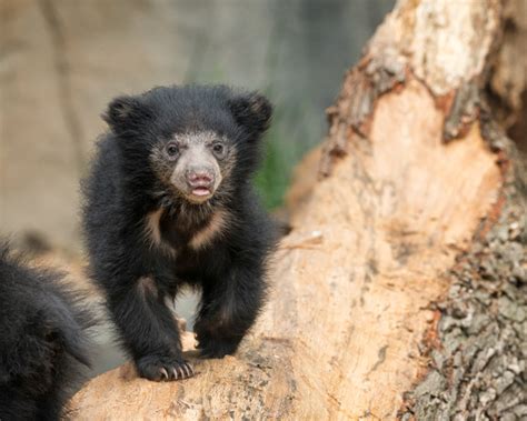 Glenn Nagel Photography | Brookfield Zoo | Sloth bear cub