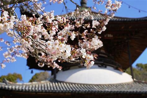 4 Best Places to See Cherry Blossom in Wakayama | Kyuhoshi