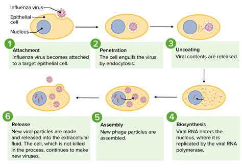 Virus Replication