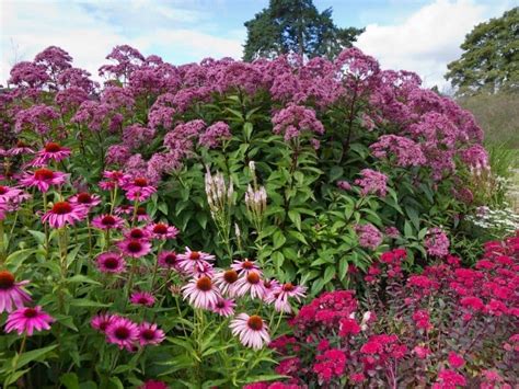 24 Delightful pink perennials that brighten up your garden