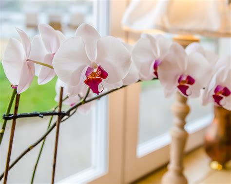 How to get an orchid to rebloom: top tips for more flowers | Gardeningetc