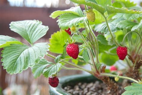 What Do Strawberry Seedlings Look Like