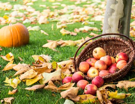 "A" is for Apple Picking - aheli wanders