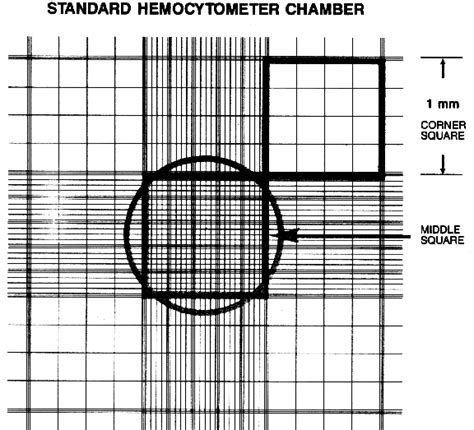 Diagram Of Haemocytometer