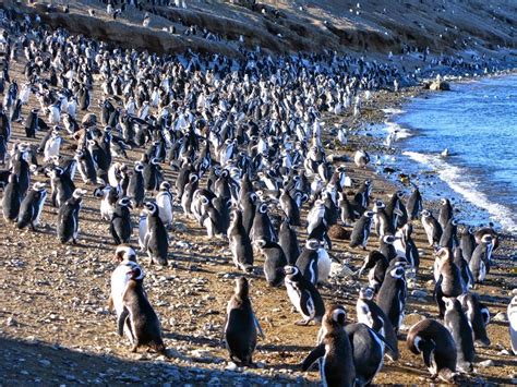 Quần thể chim cánh cụt Los Pinguinos địa điểm du lịch ở Chile - kinh ...