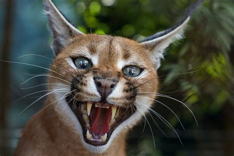 Caracal Cat - Animals Around The Globe