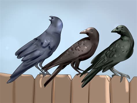 How to Tell the Difference Between Crows and Ravens: 8 Steps