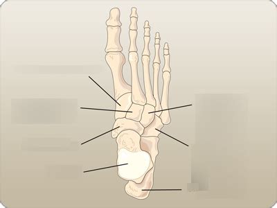 37. Bones of the Tarsals Diagram | Quizlet