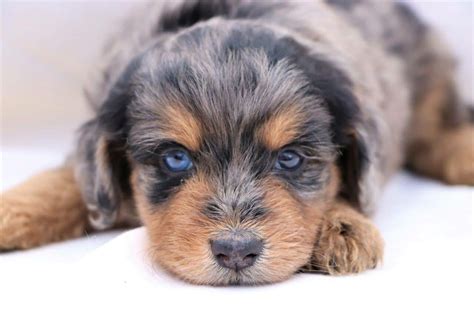 Toy Aussiedoodle Puppies Texas | Wow Blog