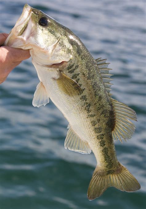 Largemouth Bass Wallpaper HD (59+ images)