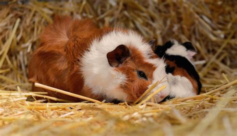 Feeding Pregnant Guinea Pigs - Guinea Pig Center