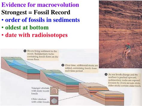 PPT - Evidence for macroevolution Strongest = Fossil Record order of ...