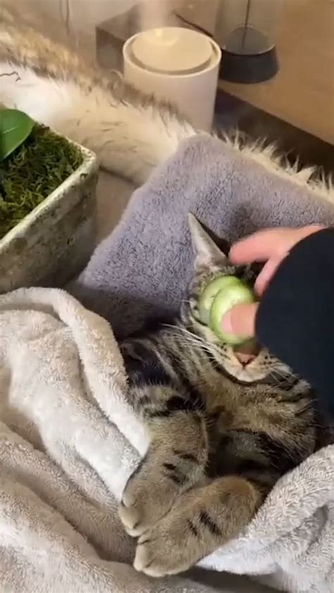 Cat wants to relax by taking Cucumber on her eye! : r/MadeMeSmile