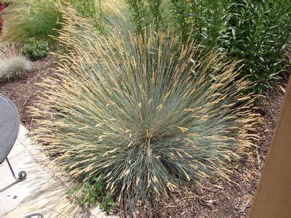 Cold Hardy Xeric Plants - Choosing Xeriscape Plants For Zone 5 Gardens ...