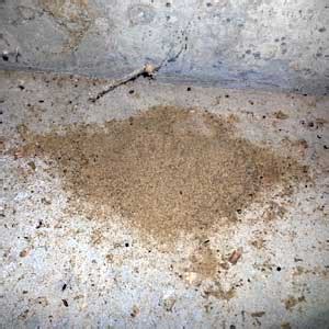 Carpenter Ant Sawdust - Nature's Way Pest Control