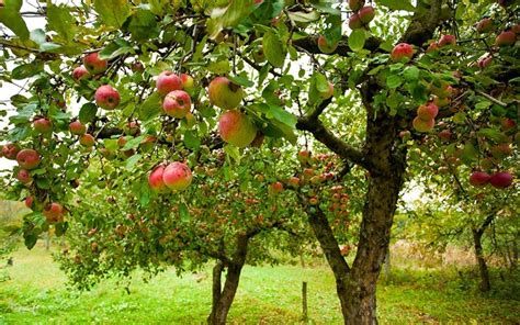 Pink Lady Apple - 5 Gallon - Tree - Sun Loving Trees | ToGoGarden