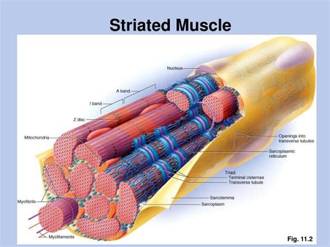 PPT - Skeletal Muscle Contraction Sliding Filament Model PowerPoint Presentation - ID:1829392