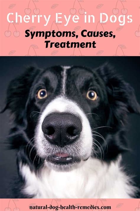 Cherry Eye in Dogs | Symptoms, Treatment, Cost