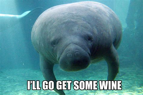 When You've Had a Rough Week | Calming Manatee Memes | POPSUGAR Tech ...