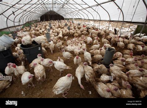 Turkey farm hi-res stock photography and images - Alamy