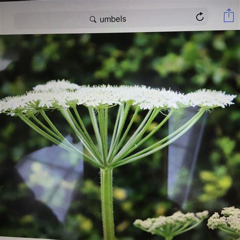 Umbels Inflorescence formation Umbel, Celery, Herbalism, Herbs, Vegetables, Flowers, Plants ...