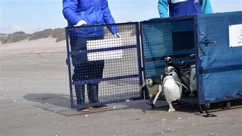 Heartwarming video shows penguins return home after being rehabbed in ...