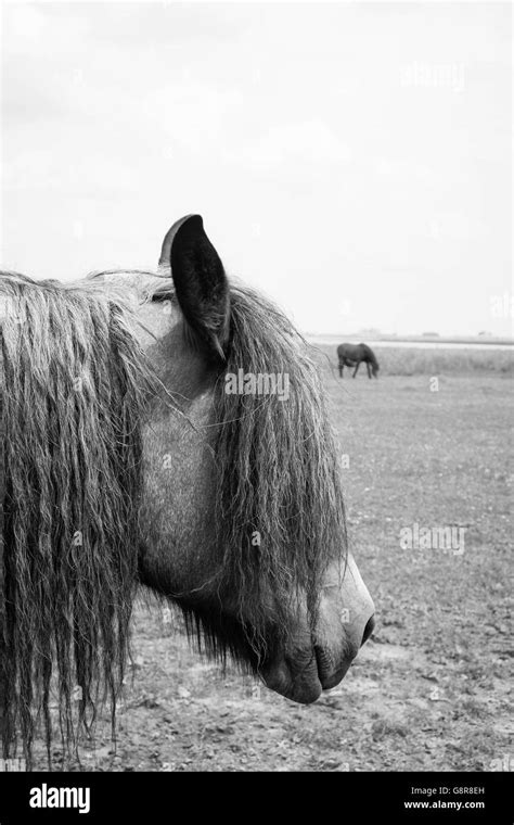 Black and white photo of European wild horses in the open field Stock ...